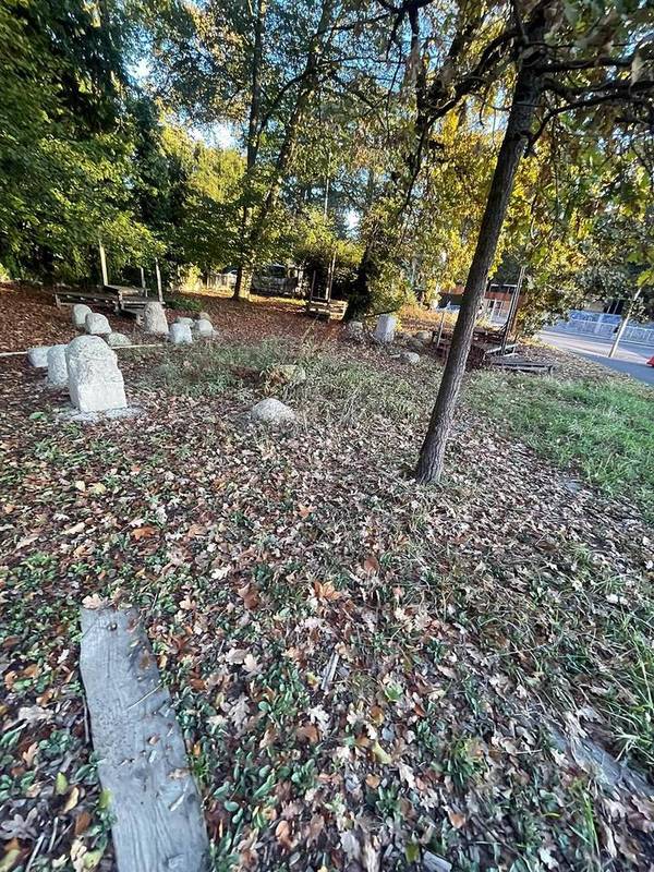 Sous-bois avant intervention