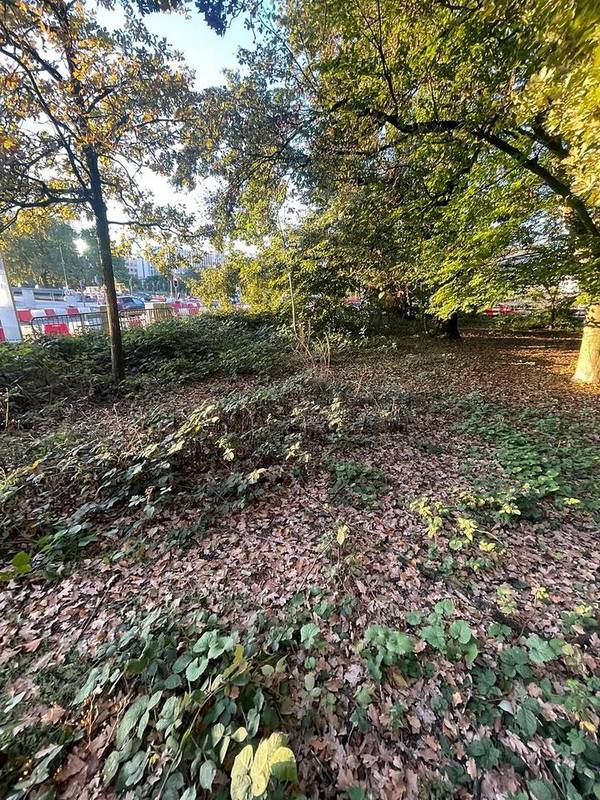 Parcelle arborée avant intervention